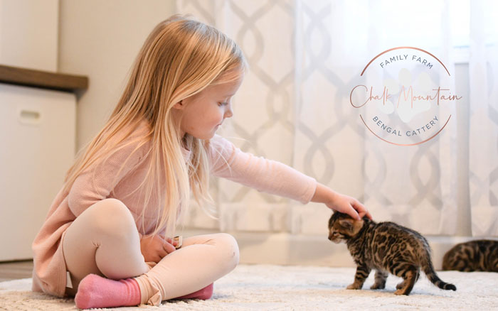 Bengal kitten for sale